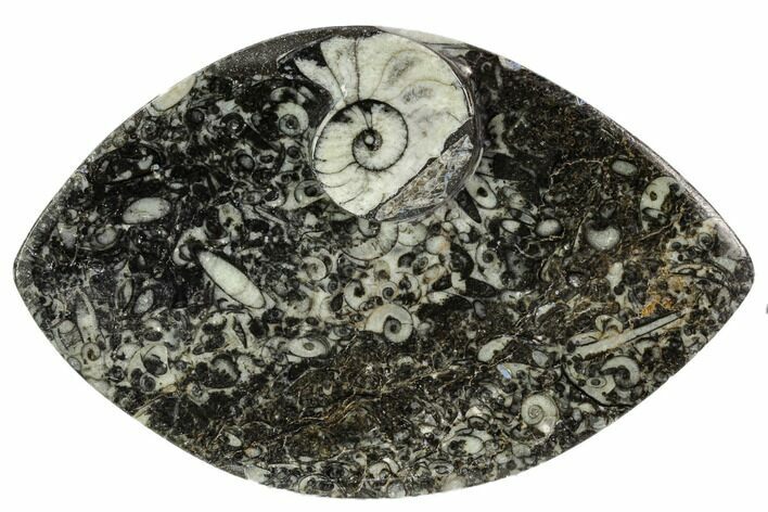 Wide, Fossil Goniatite Dish - Morocco #106701